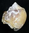 Agatized Fossil Gastropod From Morocco - #27987-3